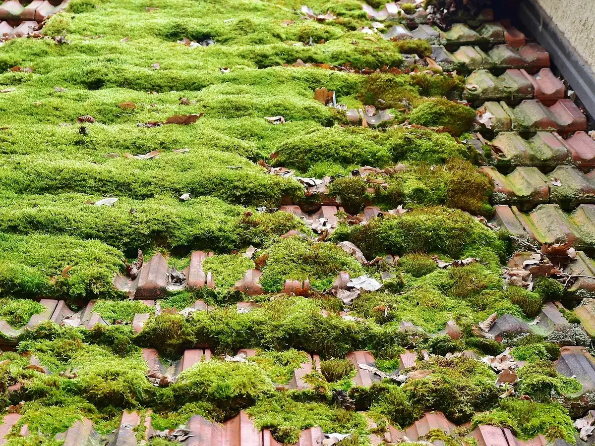 Moss Removal by Crest Roofing & Cladding near Settle