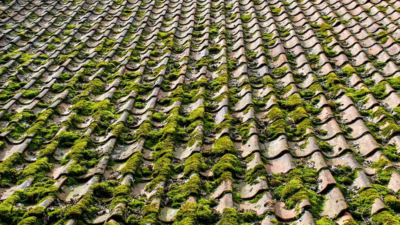 Moss Removal